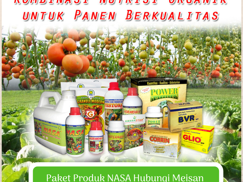 Teknik Budidaya Bawang Merah Dapat Meningkat Dengan Pupuk NASA