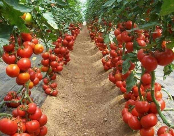 Cara Menanam Tomat Agar Panen Melimpah Dengan Pupuk Organik