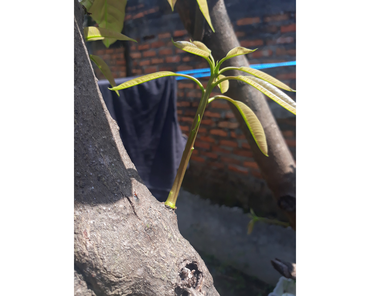 Batang pohon Mangga